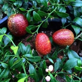 Austrelian Red Lime Fruit Plant