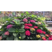 Hybrid Hydrangea Plant For Gardening