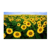 Zonato Sunflower Flower Seeds (pack of 30)