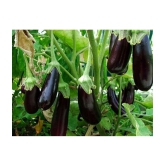 CLASSIC GREEN EARTH - Brinjal Vegetable ( 100 Seeds )