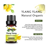 Phillauri Ylang-Ylang Others Essential Oil Fruity With Dropper 60 mL ( Pack of 2 )