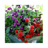 MaliaGarden Gomphrena Mixed Colour Flower Seeds - Dwarf Variety Plant - Pack of 30 seeds