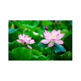 Maruti Organic Seeds Lotus Seeds pink - Indoor For Home Garden - 10 Seeds