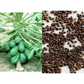 BS SEEDS Papaya Selection Seeds (50 Seeds)