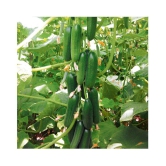 Cucumber seeds for home gardening | Pack of 20