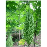 homeagro - Bitter Gourd Vegetable ( 20 Seeds )