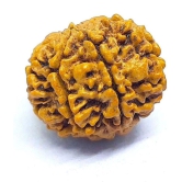 DvR ClicK - 7 Mukhi Rudraksha Bead ( Pack of 1 )