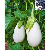 homeagro - Brinjal Vegetable ( 50 Seeds )