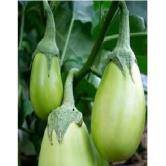 BRINJAL GREEN GOL SEEDS -Baingan Bataun -Desi Seeds Vegetables