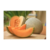 Musk Melon Golden Orange Flesh, Muskmelon Seeds, 30 Kharbuja Seeds