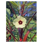 homeagro - Lady Finger Vegetable Seeds (Pack of 50)