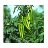 CLASSIC GREEN EARTH - Chilli Vegetable ( 200 Seeds )