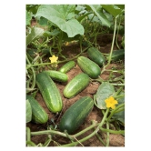 CUCUMBER KHIRA 30 SEEDS PACK AND SOWING MANUAL