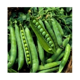 Kitchen Garden big pack 550+ seeds are best suited for growing all seasons.