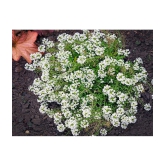 CLASSIC GREEN EARTH - Flower Seeds ( Alyssum Rosie O Day - Flower 50 Seeds )