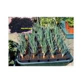 Saraswati Gardens : 250+ Seeds of Hybrid Small Onion High Yield Shallots for Sowing Growing best for Container Pot Growbag Cultures