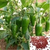 Hot Chili Seeds -Vegetable Bullet Chilli Seeds- 100 Seeds,