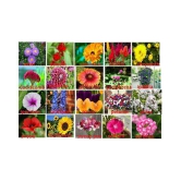 ONLY FOR ORGANIC 20 Flower Seeds (1200 + Seeds) and Instruction Manual