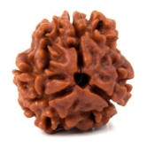 DvR ClicK - 3 Mukhi Rudraksha Bead ( Pack of 1 )