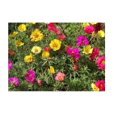 Portulaca mixed flower seeds (30 seeds)