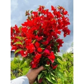 Flame red bougainvillea flowers plant