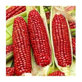 Hybrid Red Corn (maize) Traditional seed ( pack of 50 seeds)