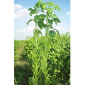 Gawar (CLUSTER Bean) vegetable Seeds PACK OF 50 SEEDS