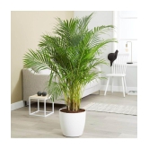 homeagro - Areca palm Plant ( 5 Seeds )