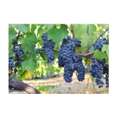 homeagro - Black Grape Fruit ( 20 Seeds )