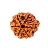 Religious Kart Brown 6 Mukhi Rudraksha