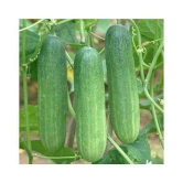 Cucumber Seed