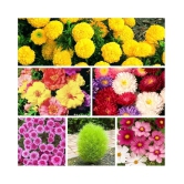 6 Varieties of Flower 60+ Seeds Combo For Your Garden Beautiful Bloom Germination Seeds and instruction manual