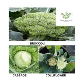 broccoli +cabbage +cauliflower 100+ deesds with growing cocopeatt