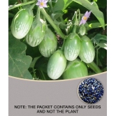 BRINJAL GREEN GOL Seed, F1 Hybrid (50 seeds)