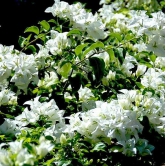 Hybrid Bougainvillea (White) -Flower Plant