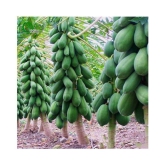 Creative Farmer Fruit Seeds Dwarf Carica Papaya Fruit Seeds 25 fresh seeds Fruit Plant Seeds For Outdoor Bonsai Suitable Fruit Seeds Garden Pack