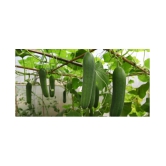 Cucumber Desi Kheera Vegetables 50 seeds