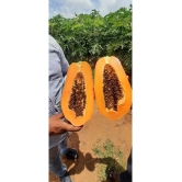 Papaya, Papita Honey Dew Fruit | Pack of 50 Seeds