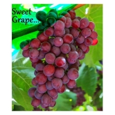 shivam organic seeds - Fruit Seeds ( 20 seeds )