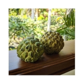 FLARE SEEDS Custard Apple Hybrid Seeds High Germinated 15 Seeds