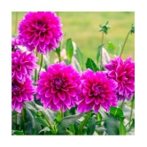 homeagro - Dahlia Mixed Flower ( 25 Seeds )