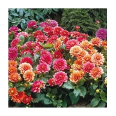 homeagro - Dahlia Mixed Flower ( 25 Seeds )