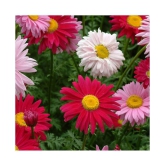 chrysanthemum Flower Seed, Annual Mixed Multicolour, Pack of 50 Seeds. with growing cocopeat