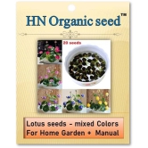 homeagro - Flower Seeds ( Lotus seeds -mixed colours 20 seeds )