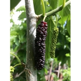 CLASSIC GREEN EARTH - Mulberry Fruit ( 200 Seeds )