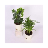 Ugaoo Air Purifier Indoor Plants for Home with Pots- Areca Palm & ZZ Plant