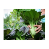 Jignisha Seeds Cabbage Vegetable ( 100 Seeds )