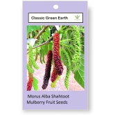 CLASSIC GREEN EARTH - Mulberry Fruit ( 200 Seeds )