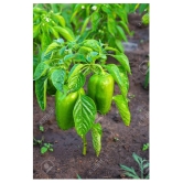 High Quality Hybrid Green Capsicum ( 50 Seeds)