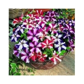 Petunia Ultra Star Variety Flower Seeds,Rarest Variety - Garden Flower Seeds Pack of 50+ seeds